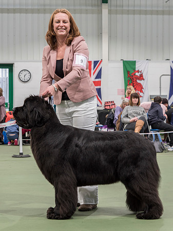 Int. Ch., Lux. Ch., Belg. Ch., Ch. New Angels Million Dollar Baby, JW