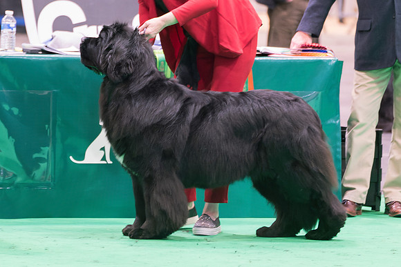 Barracechi Limited Edition (A.I.)