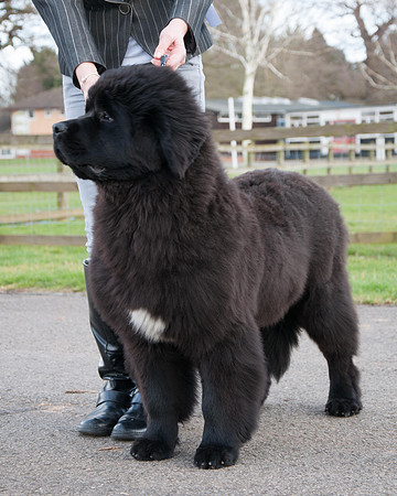 Sakaribear Sending A Kiss to Tallisbay standing