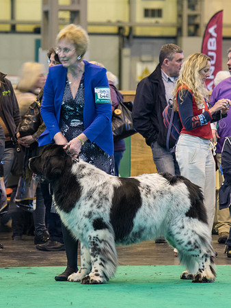 Tartandug Ruffpup of Kaijasholme, ShCM