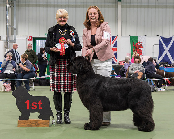 Int. Ch., Lux. Ch., Belg. Ch., Ch. New Angels Million Dollar Baby, JW