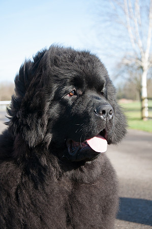 Thickish Newfoundland Zorbas Dance headshot