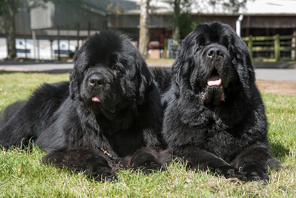 Bentley & Stevie