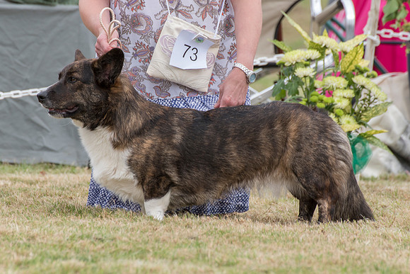 73 - Liebehund Rose Ryal