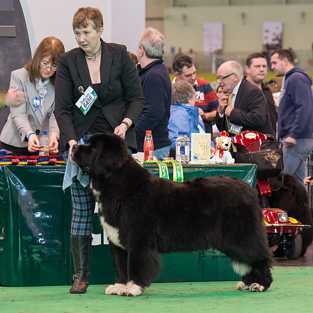 Scotiabear Lucky Be A Lady for Tartandug