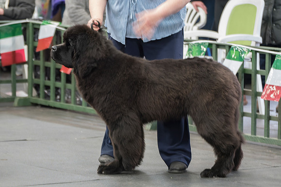 Legend I Am Canadian Beardog for Lindgreave