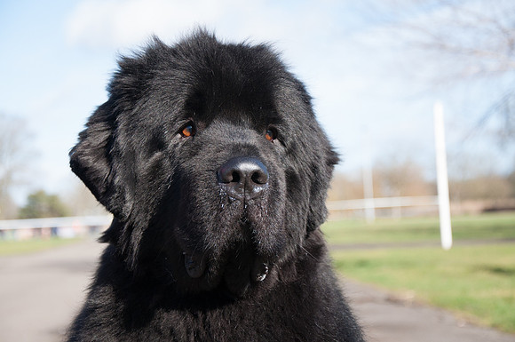 Sandbears Harvey head shot