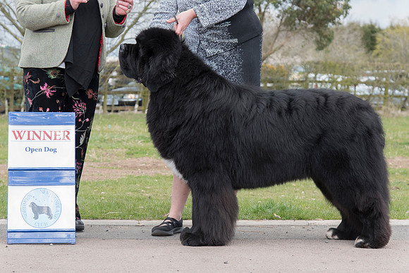 Ch. Gunnersnewfs Black Desire for Blackcoast