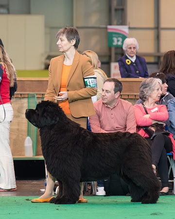 Acara Miss Brassibear of Shinglebay, ShCM