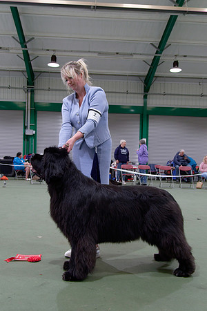 Ch. King Of Helluland Love Actually at Darebear (Imp Svk), JW ShCM ShCEx OSW