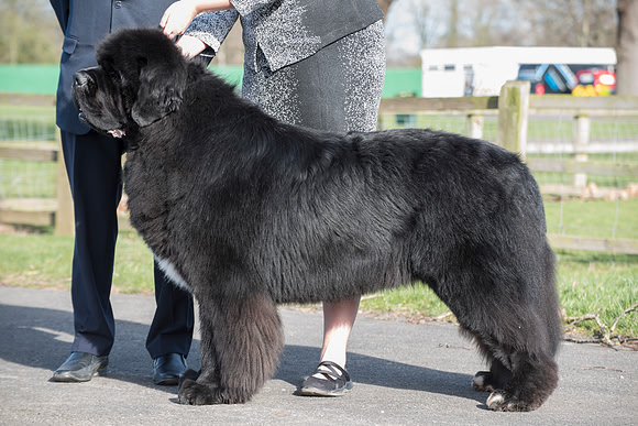 Ch. Gunnersnewfs Black Desire for Blackcoast