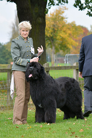 Morrelham Black Velvet