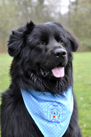 Northern Newfoundland Club Championship Show - 05 April 2014