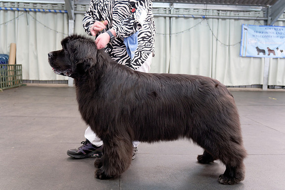 Ch. King Of Helluland Love Actually at Darebear (Imp Svk), JW ShCM ShCEx OSW