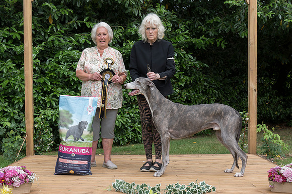 Best Veteran In Show - Ch. Boughton Blakeney ShCM