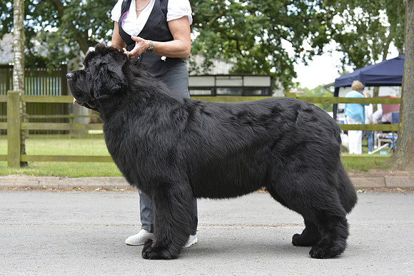 Morrelham Black Velvet