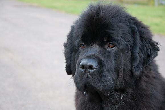 Head shot of Sakaribear Sunday Best by Tallisbay