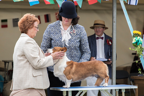 69 - Liebehund Spur Royal