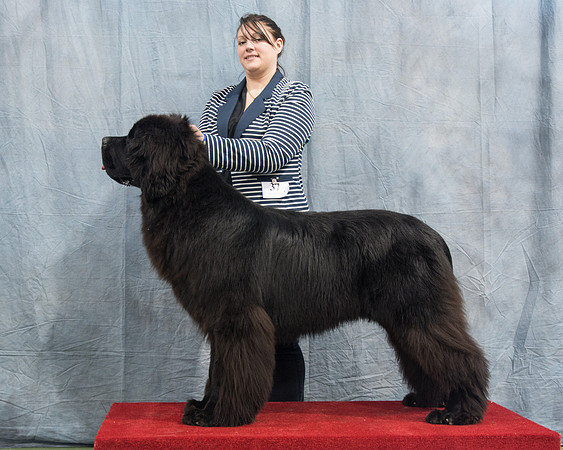 Zentaur I Will Wait
