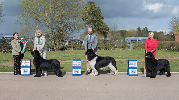 Best In Show winners