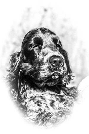 Toby