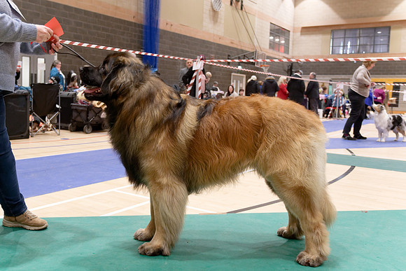 Cleon Canis Giganotos