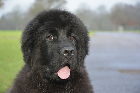 Merrybear Giovanewhiz Millthorpe