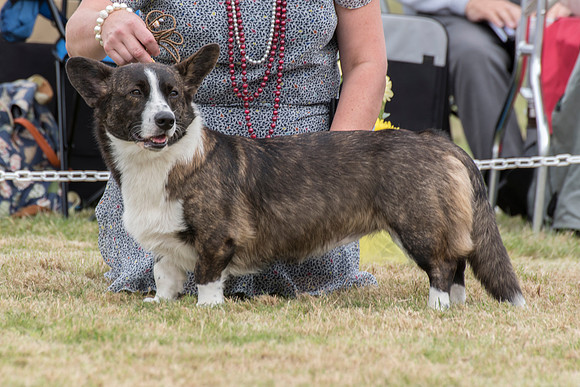 71 - Liebehund Lucy Lockett