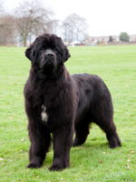 Northern Newfoundland Club Championship Show - 05 April 2014