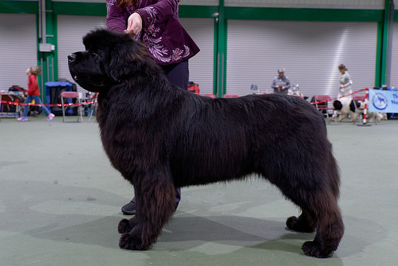 Valhalabears Jibber Jabber