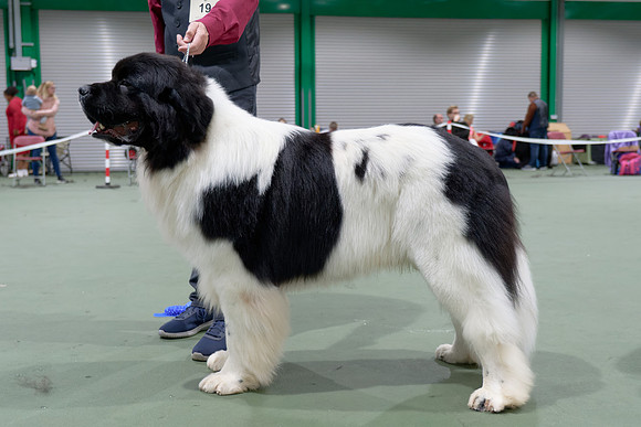 Oukaya Forever Ursa Minor (Imp Fra)
