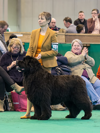 Acara Miss Brassibear of Shinglebay, ShCM