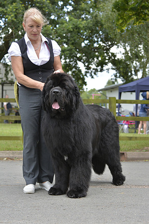 Morrelham Black Velvet