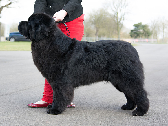 Thickish Newfoundland Zorbas Dance