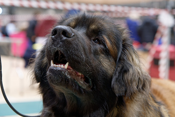 Cleon Canis Giganotos