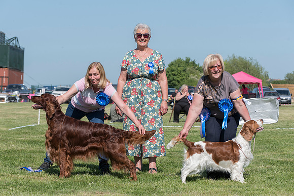 Gundog Group Winner and Reserve