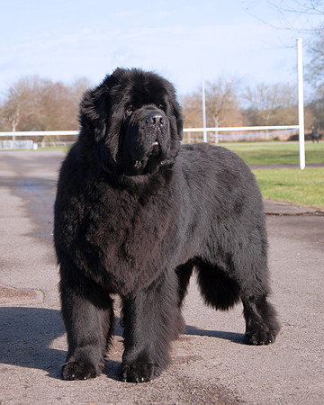 Sakaribear Silver Lining standing