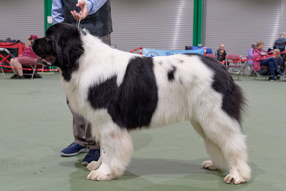 Oukaya Forever Ursa Minor (Imp Fra)