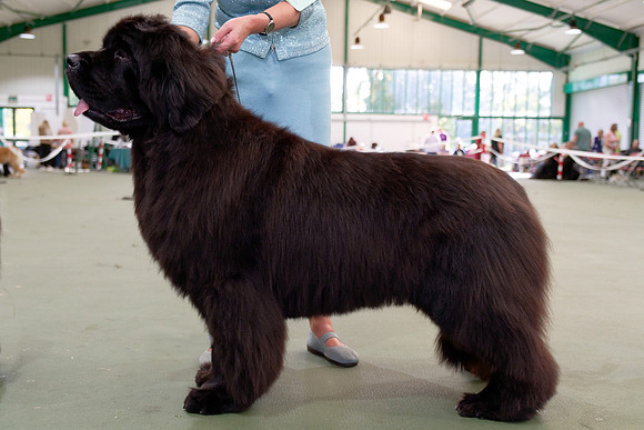Ch. Disoranto Juliana Blue at Darkpeak (Imp Pol), JW