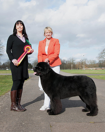 Sandbears Got Attitude was Best In Show at NC Open Show