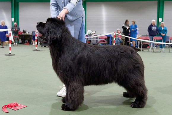 Ch. King Of Helluland Love Actually at Darebear (Imp Svk), JW ShCM ShCEx OSW