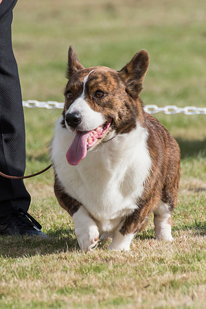54 - Elmsmere Special Agent