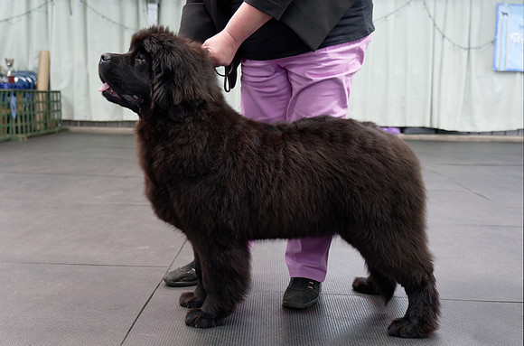 Vodahond Violet for Peakcharm