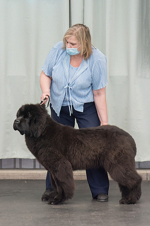 Legend I Am Canadian Beardog for Lindgreave