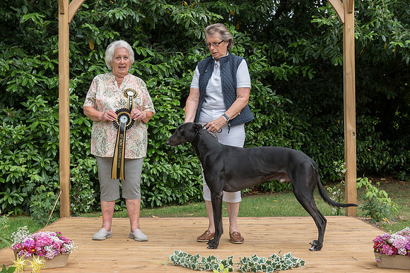 Best Racing/Lure Coursing In Show - Satteo Jet
