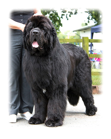 Morrelham Black Velvet