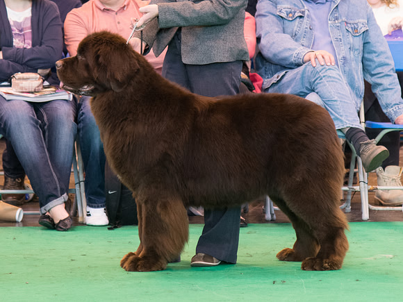 Vodahond Delta Lady