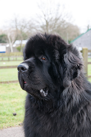 Wuzibears Helter Skelter head shot