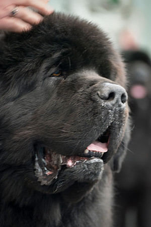 Newfoundlove New Edition at Shadowrise, Ir. Jun. Ch