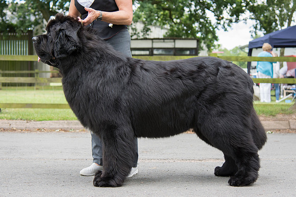 Morrelham Black Velvet